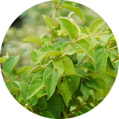 Gymnema Sylvestre
