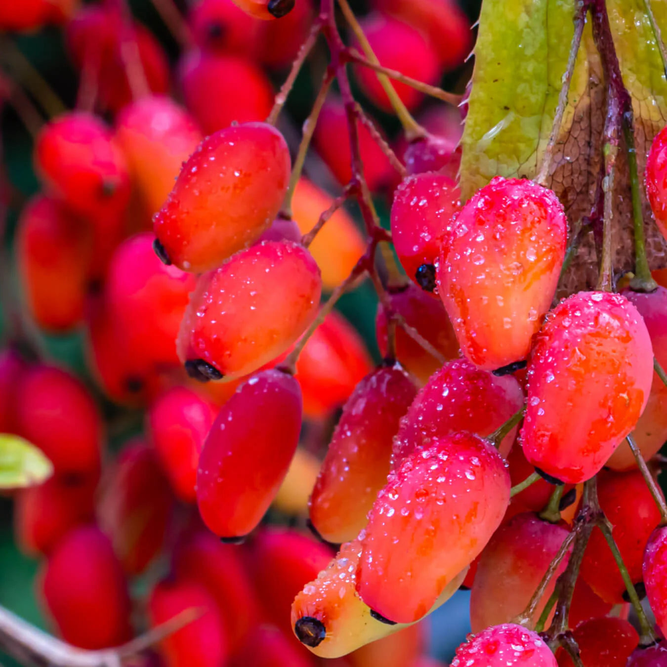 Les bienfaits de la Berbérine pure